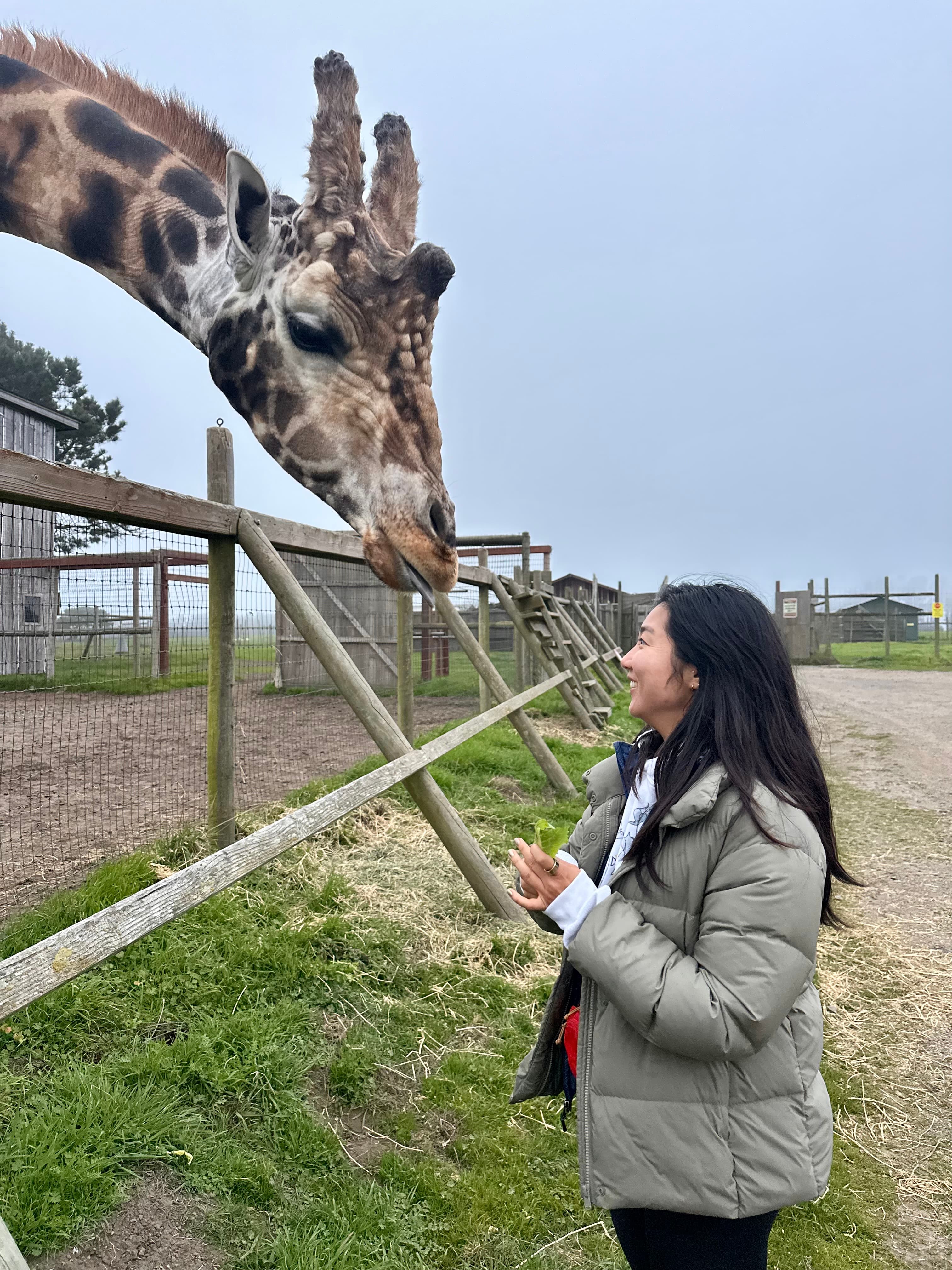 Ting-Ting feeding a giraffe