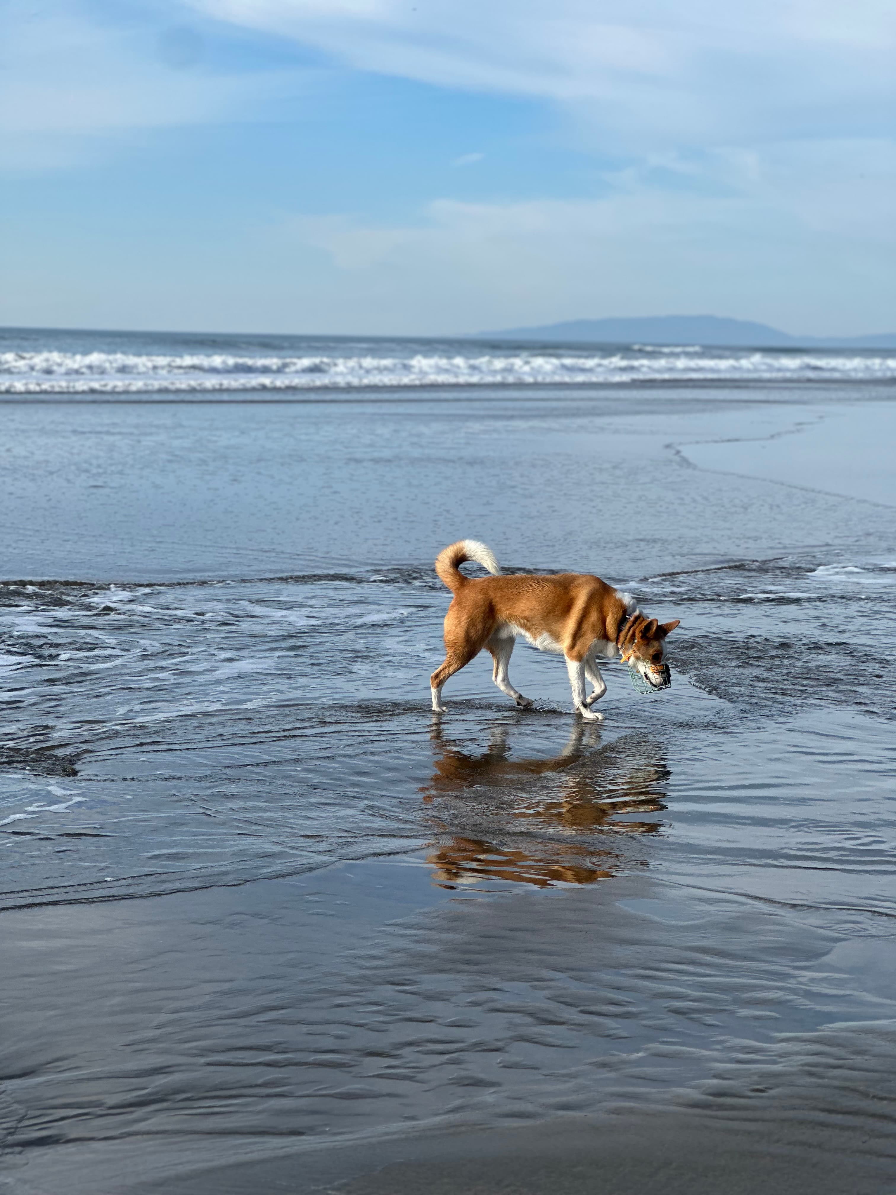Tosti walking on the beach