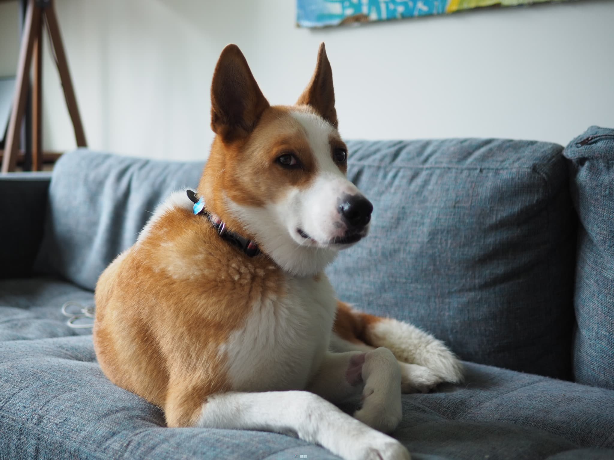 Tosti lounging on the couch